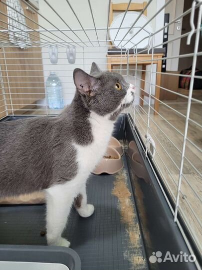 Кошка в дар