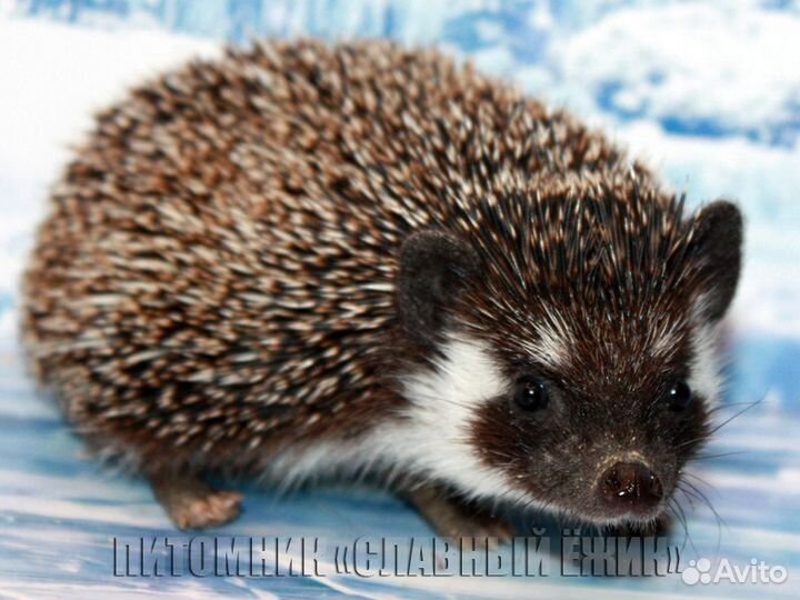 Африканские ежики. Доставка по России