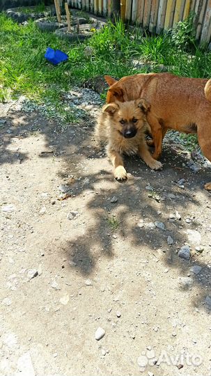 Щенки в добрые руки
