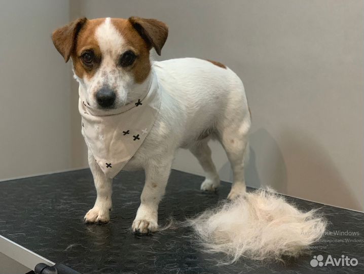 Экспресс линька джек рассела