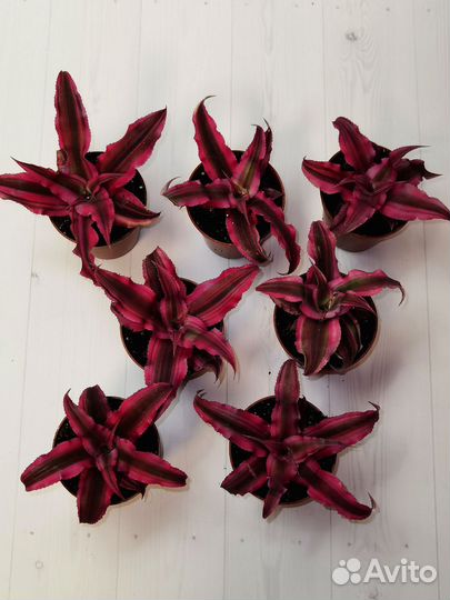 Криптантус рубин стар, комнатные растения