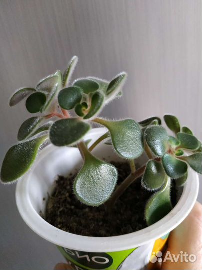 Аихризон дерево любви