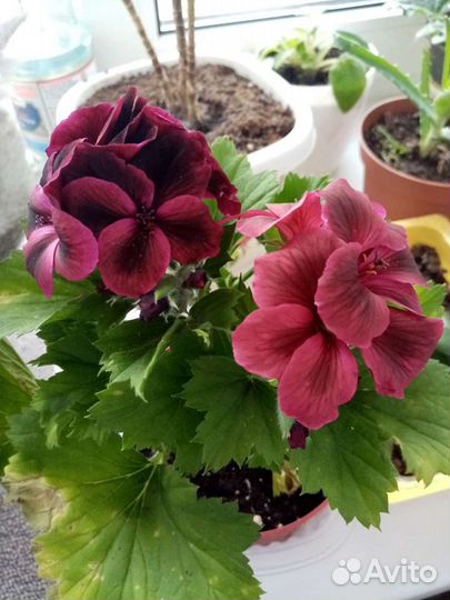 Пеларгония герань королевская