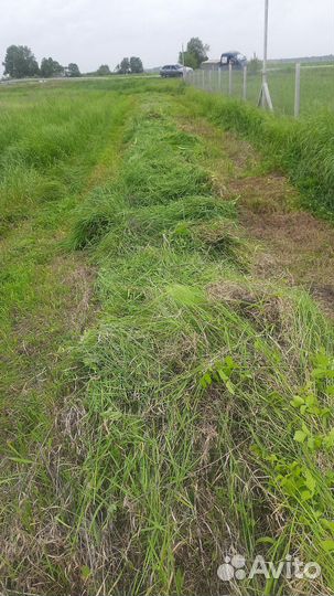 Сено луговое этого года