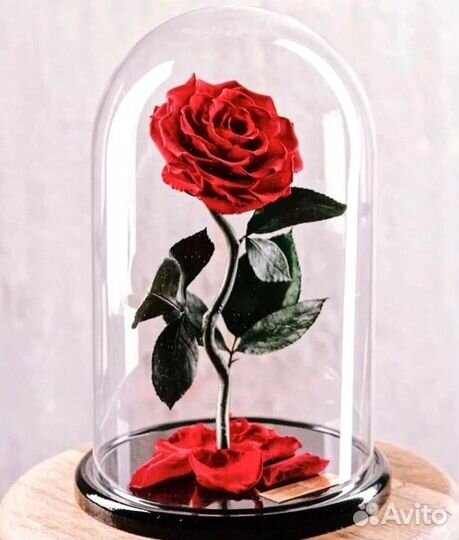 Роза в колбе. Вечная