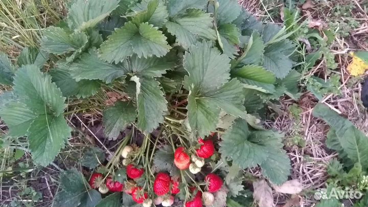 Рассада клубники. Клубника