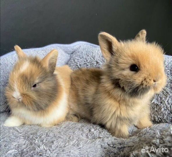 Самые Милые Карликовые Кролики