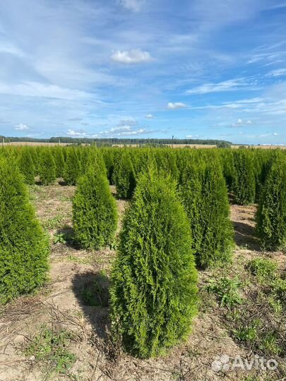 Туя Смарагд