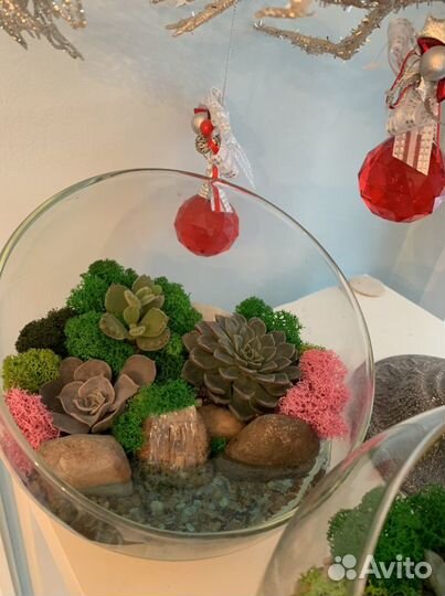 8 марта/Суккуленты/Готовые флорариумы