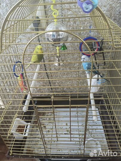 Пара волнистых попугайчиков с клеткой