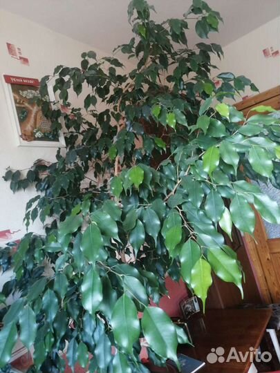Фикус бенджамина большой