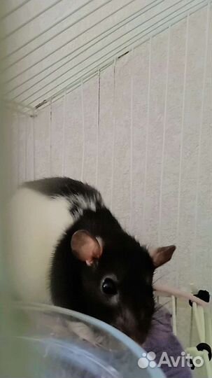 Крыски дамбо