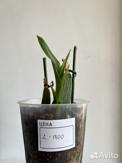 Орхидея зигопеталум