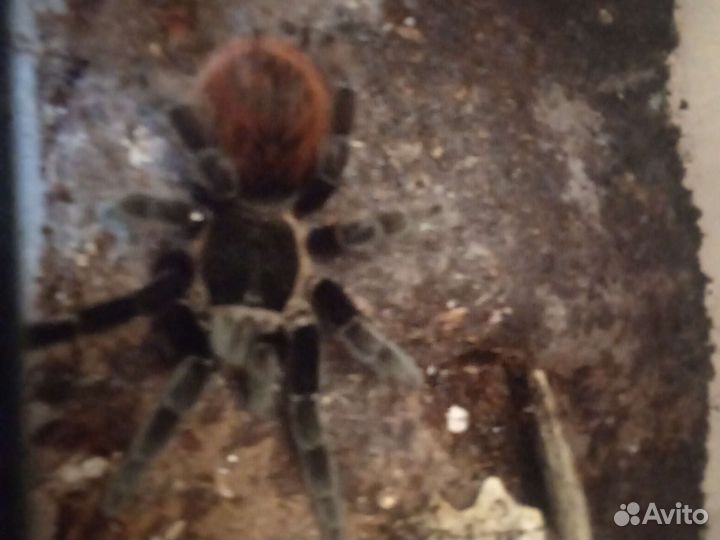 Пауки птицееды