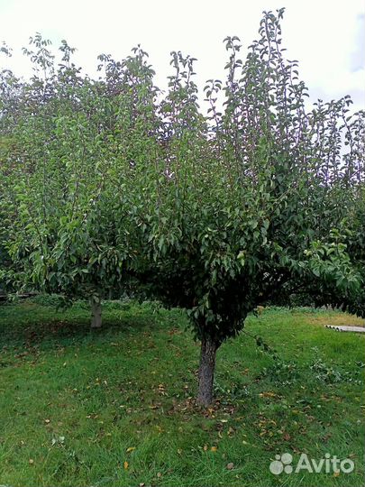 Обрезка плодовых деревьев