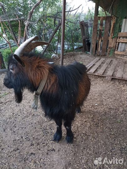 Семья камерунский коз