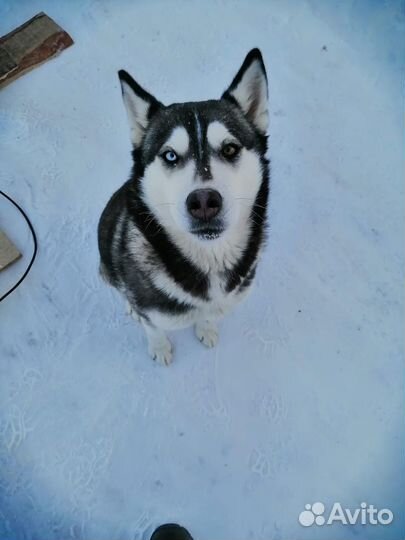 Отдам щенков хаски