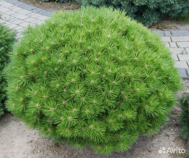 Сосна Бамбино