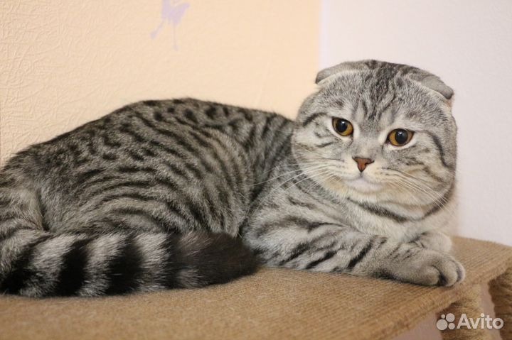 Вязка с шотландским котиком