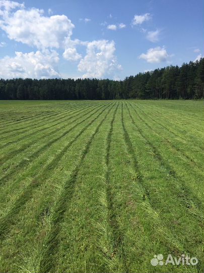 Сено посевных трав