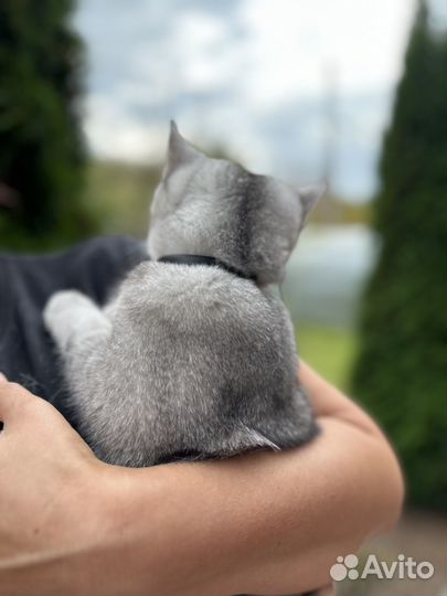 Британская кошка