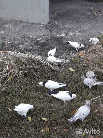 Бойные голуби