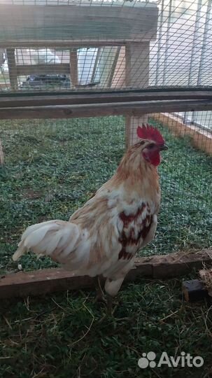 Молодые петухи