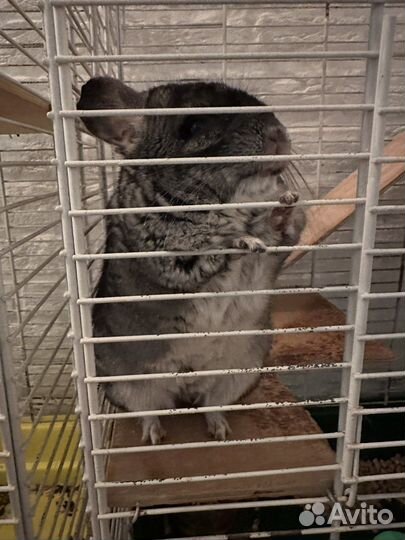 Шиншиллы с клеткой
