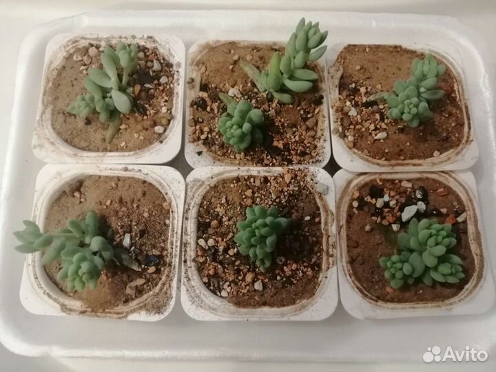 Суккуленты