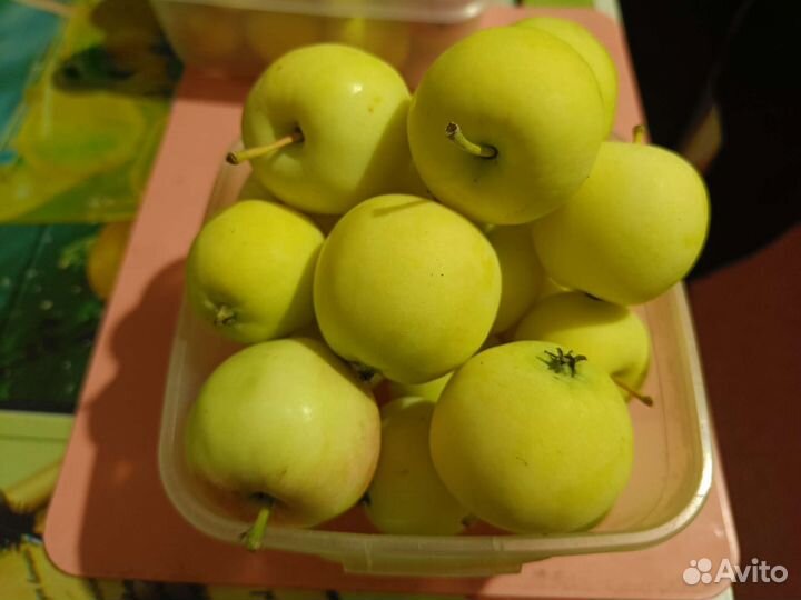 Яблоки