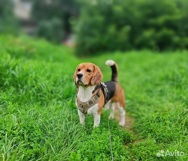 Вязка кобеля бигль