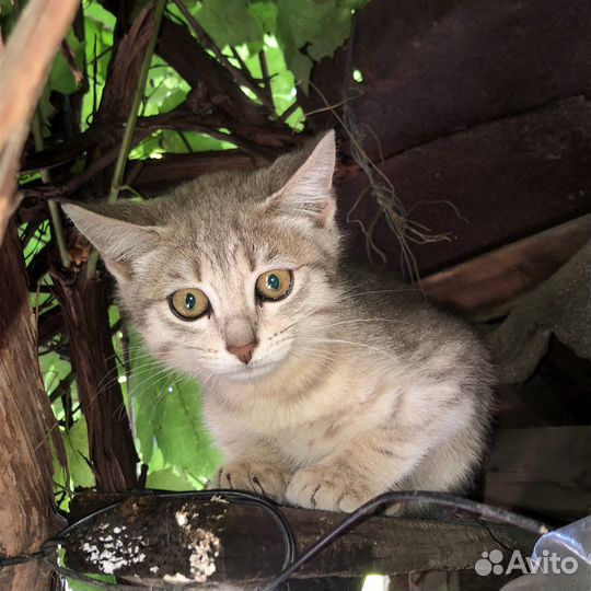 Котята в добрые руки бесплатно