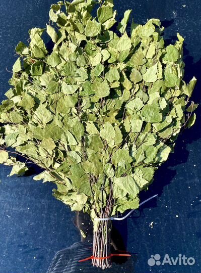 Березовые веники для бани