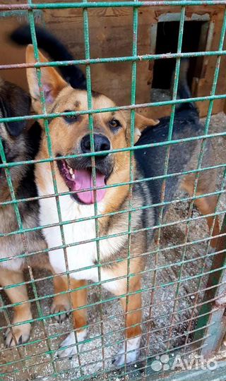 Молодой добрый пес томится в приюте, ждет семью