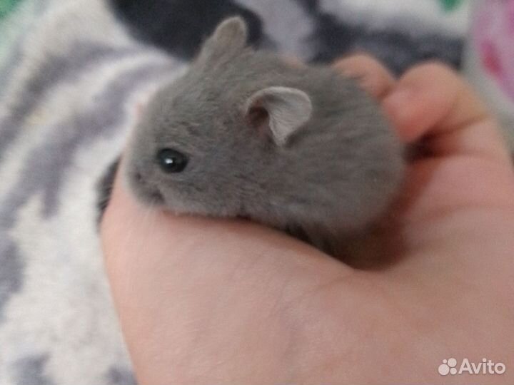 Джунгарский хомяк