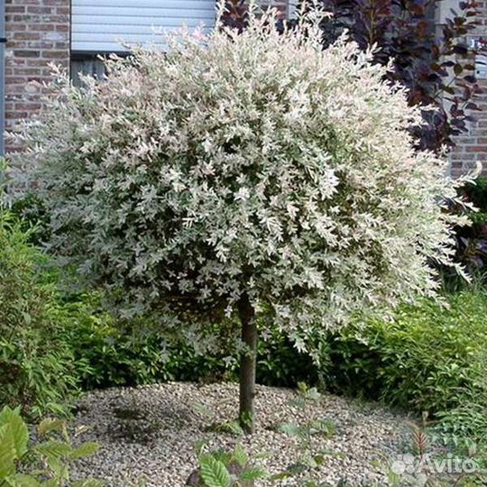 Ива японская Хакуро Нишики