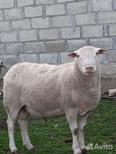 Белый дорпер