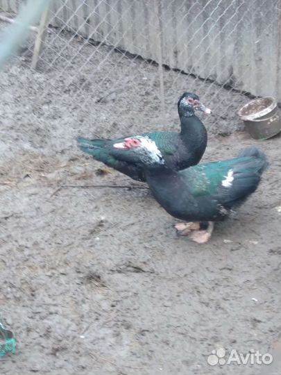 Индоутка мускусная утка тушка