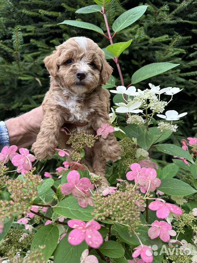 Щенки мальтипу F1 Москва