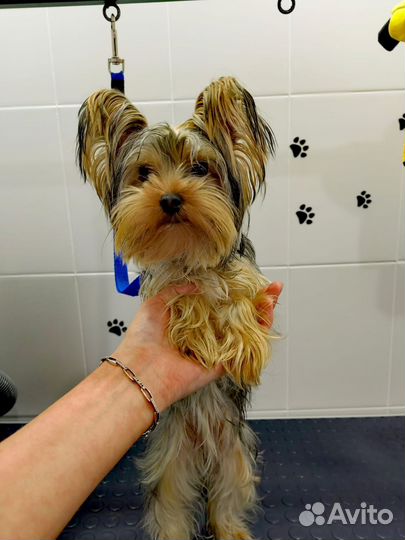 Стрижка кошек и собак