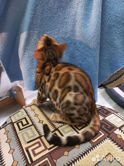 Чистокровные бенгальские котята из питомника Фэнси