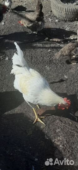 Молодые петушки