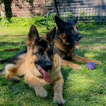 Немецкая овчарка, щенок