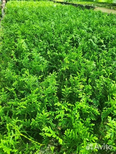 Кассеты Туя западная Смарагд,Брабант