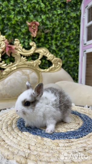 Мини кролики домашние