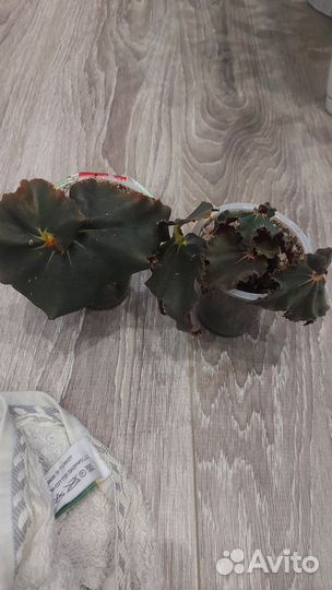 Комнатные растения цветы