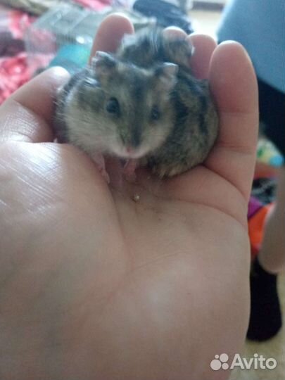 Джунгарский хомяк