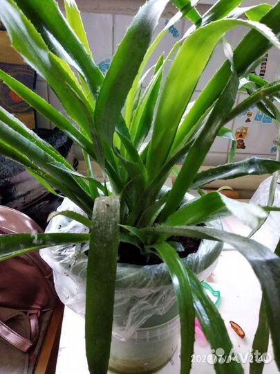 Бразильская экзотика- бильбергия