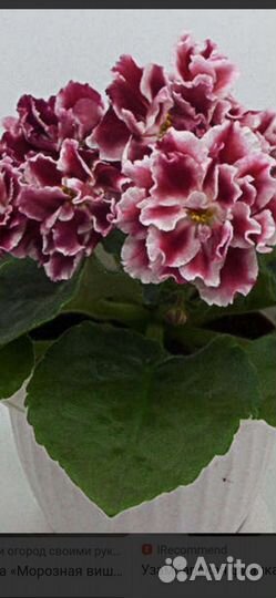 Фиалка детки или укорененные листики