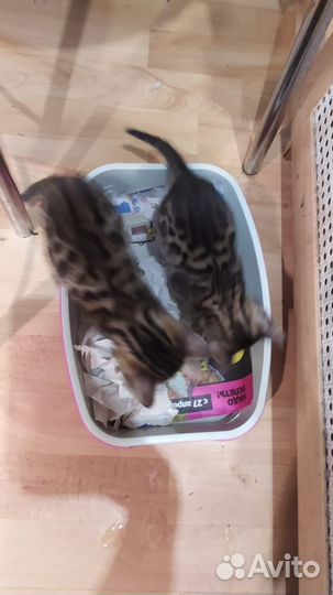 Бенгальские котята
